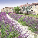 SERVILLETA CASERIO LAVANDA